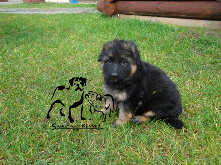 pic of German Shepherd posted on 2022-08-22 04:07:05